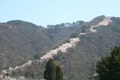 2010.04.25、光城山の桜１.JPG
