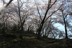 2010.04.25、光城山の桜２.JPG