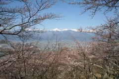 2010.04.25、光城山の桜３.JPG