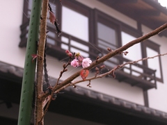 十月桜.2009.11.JPG